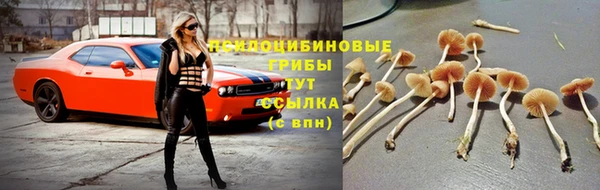 дурь Бородино